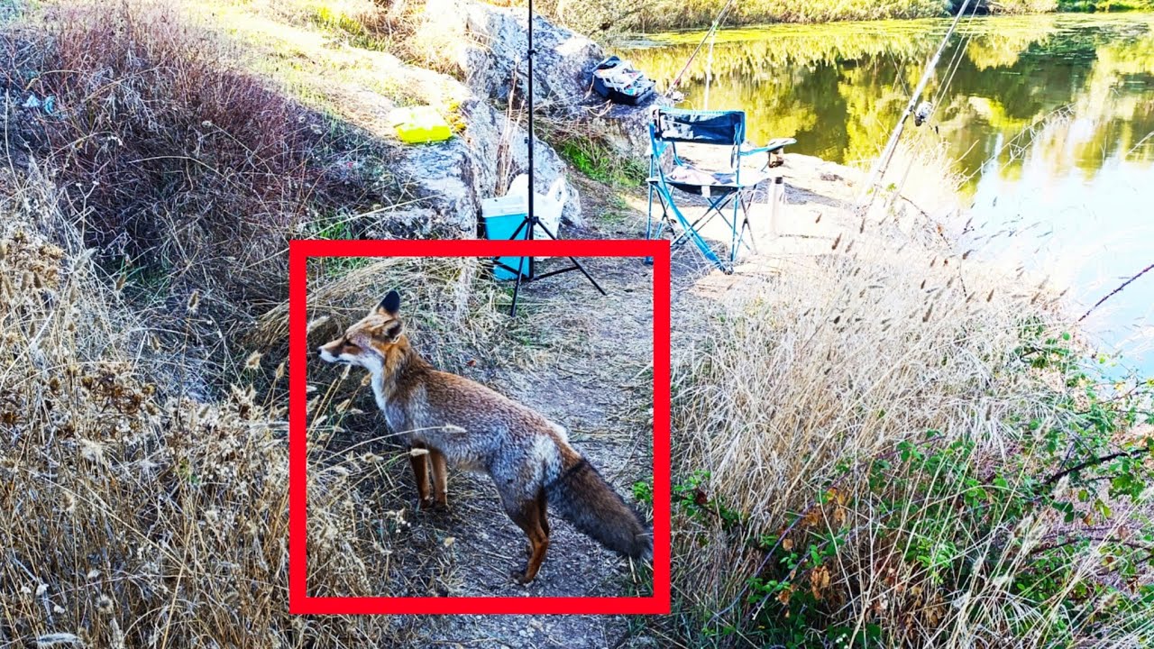 Entramos  MATA adentro FUI atacado POR um ANIMAL Fugindo dos CAÇADORES 🇵🇹