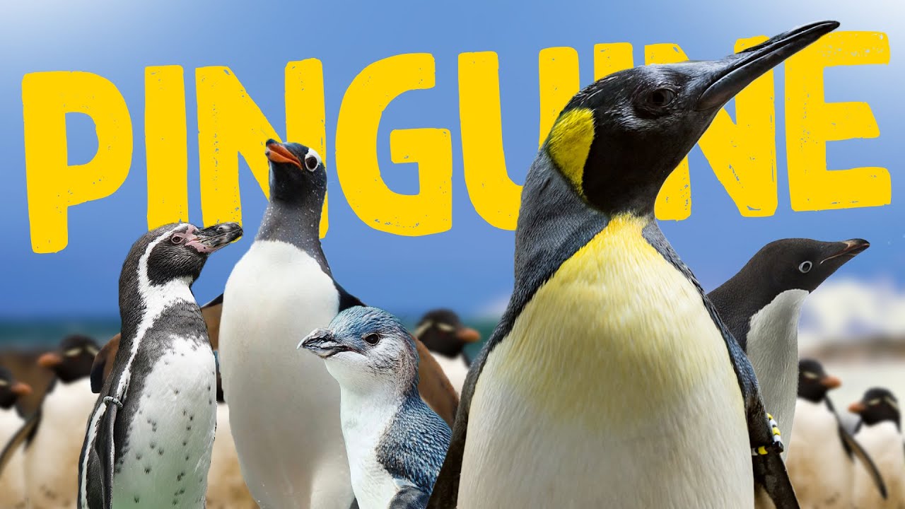 Pinguine - Ein Überblick | Tierwissen
