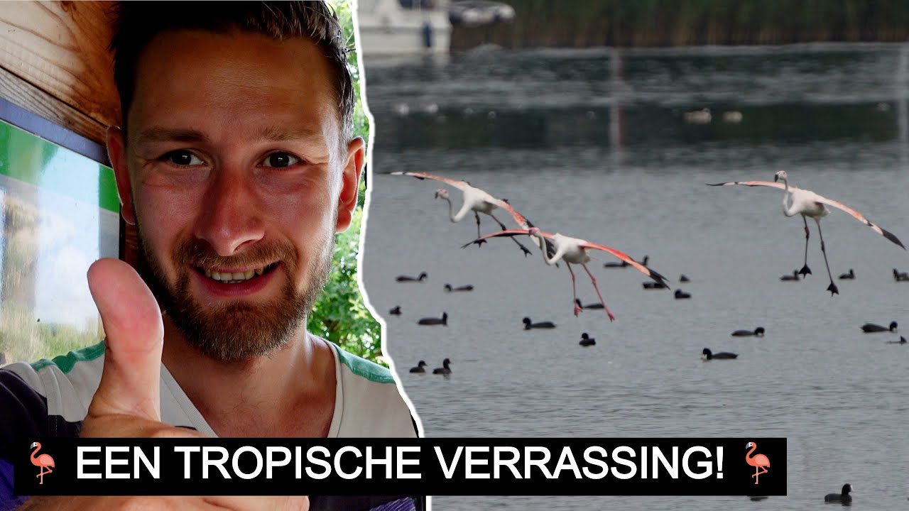 #270: Flamingo's aan de rand van de Veluwe?! | Sony A7 IV