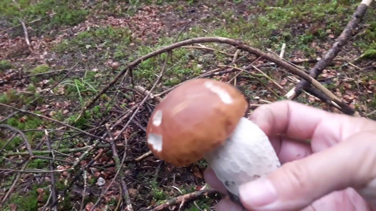 เห็ด...เห็ด...แล้วก็เห็ด😍😍😍😍😍#2/กวิเบค.แคนาดาจ้า