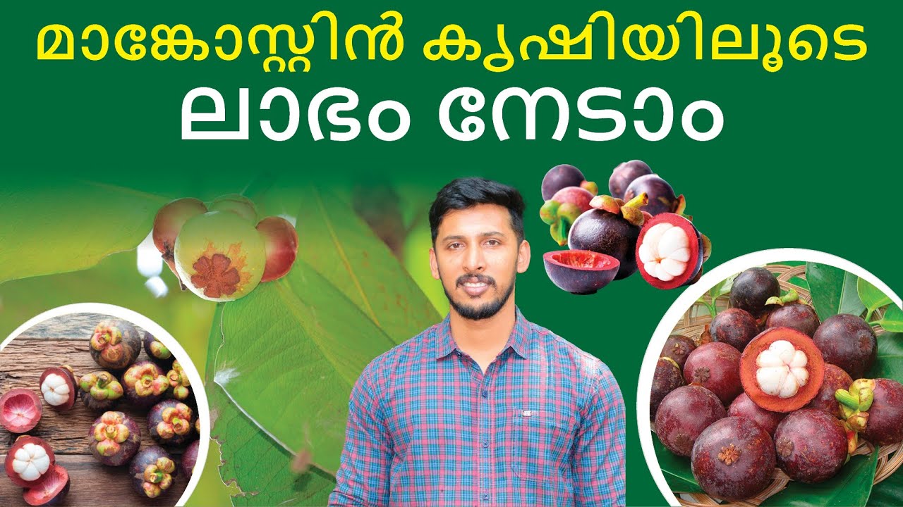 Mangosteen Fruit Farming in Malayalam - How to Start Mangosteen Fruit Farming? | Avinash