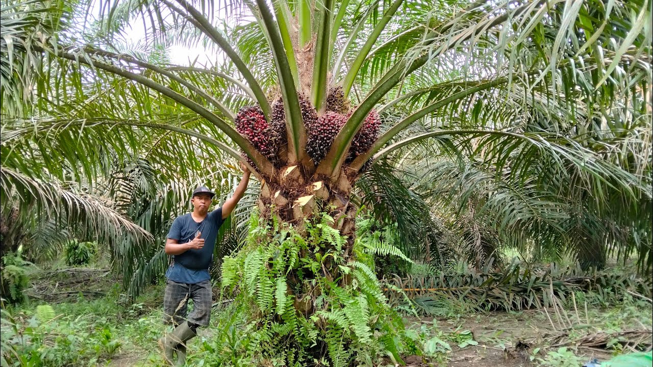 Panen sawit Buahnya mantap dan padat..! #leektani #panen #sawit #petanisawit #sawitunggul 