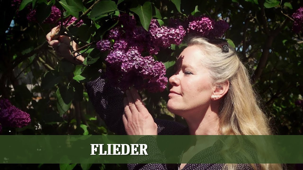 Flieder - Sorten, Anspr&uuml;che und R&uuml;ckschnitt