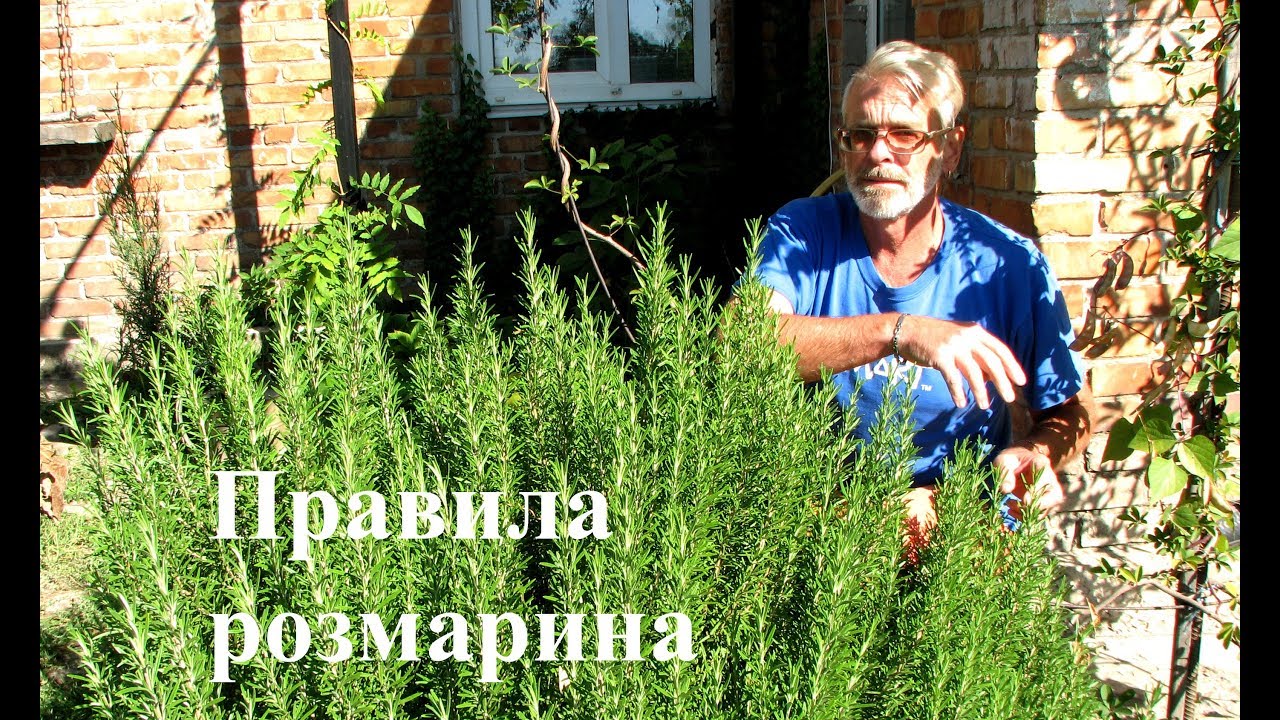 Правила розмарина