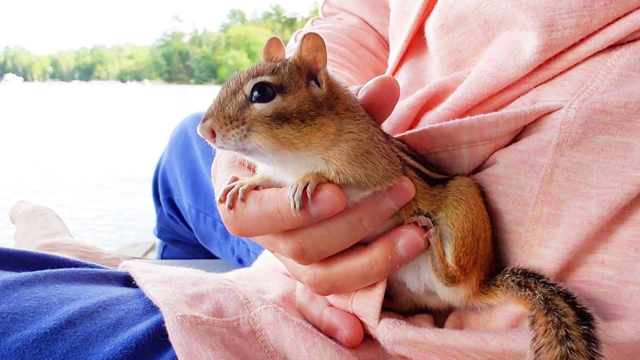 호숫가에 앉아 있으면 손 안으로 쏙 들어오는 다람쥐 월리 Chipmunk Wally In My Hand At The Lake