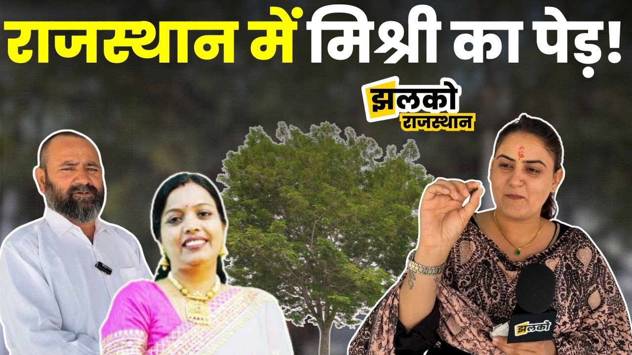 राजस्थान के गाँव में पेड़ पर लगती है मिश्री? Seema Mishra भी हुई हैरान, जानिए पूरी कहानी