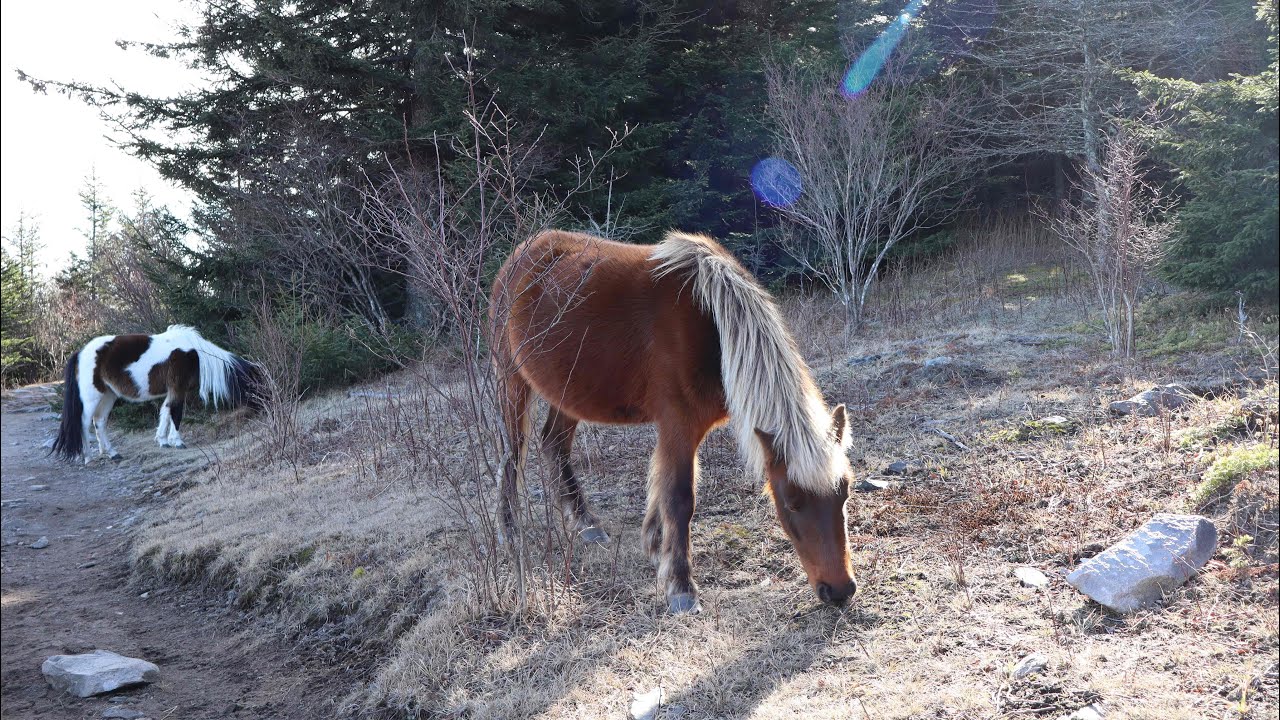 Grayson Highlands State Park and Stone Mountain State Park