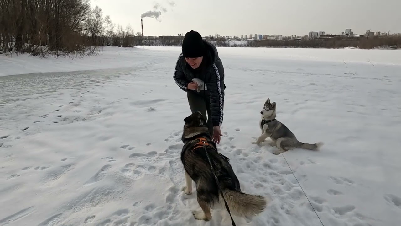 прогулка с хасками
