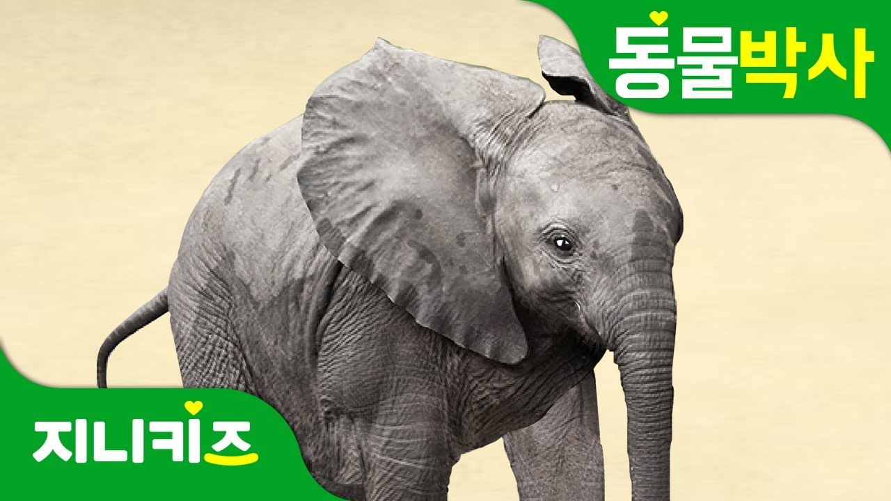코끼리 | 생생자연도감 | 동물박사★지니키즈