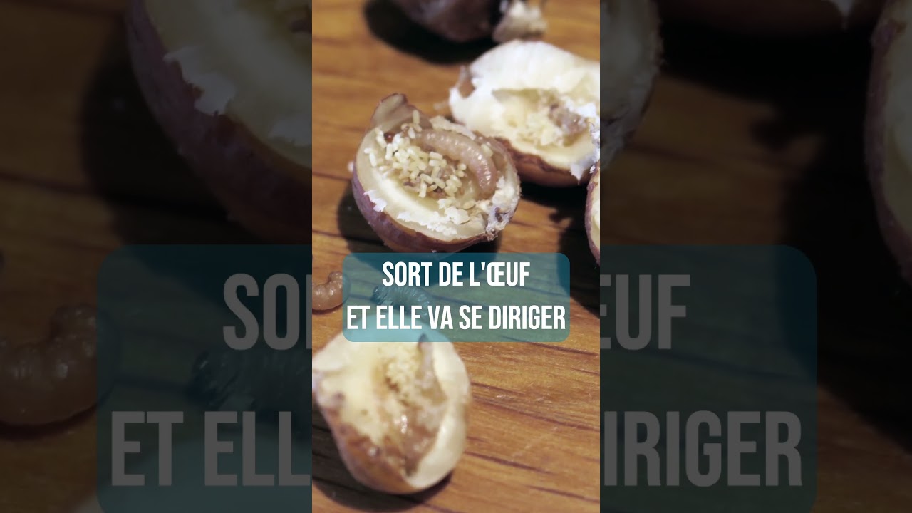 C'est quoi une mite alimentaire ?