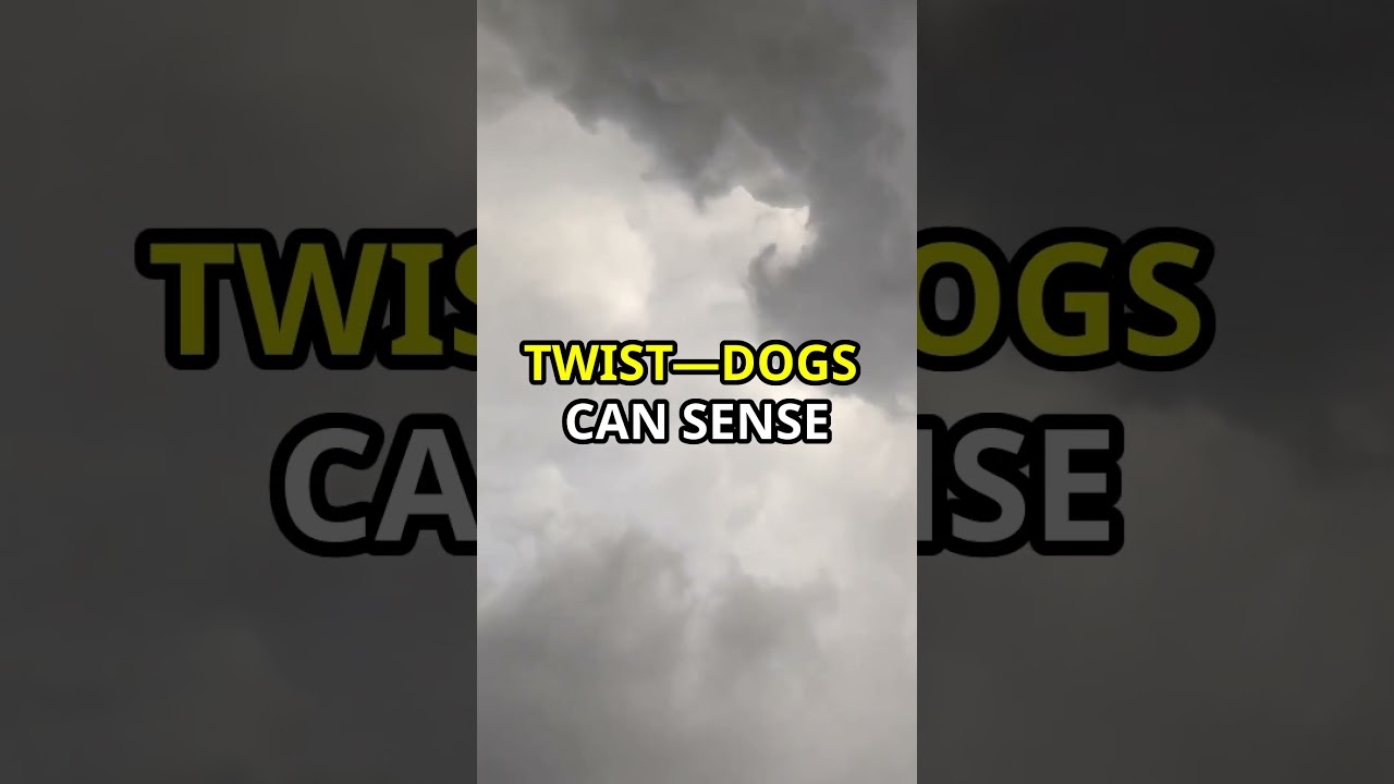 Why Dogs are Afraid of Thunderstorms.  #dog