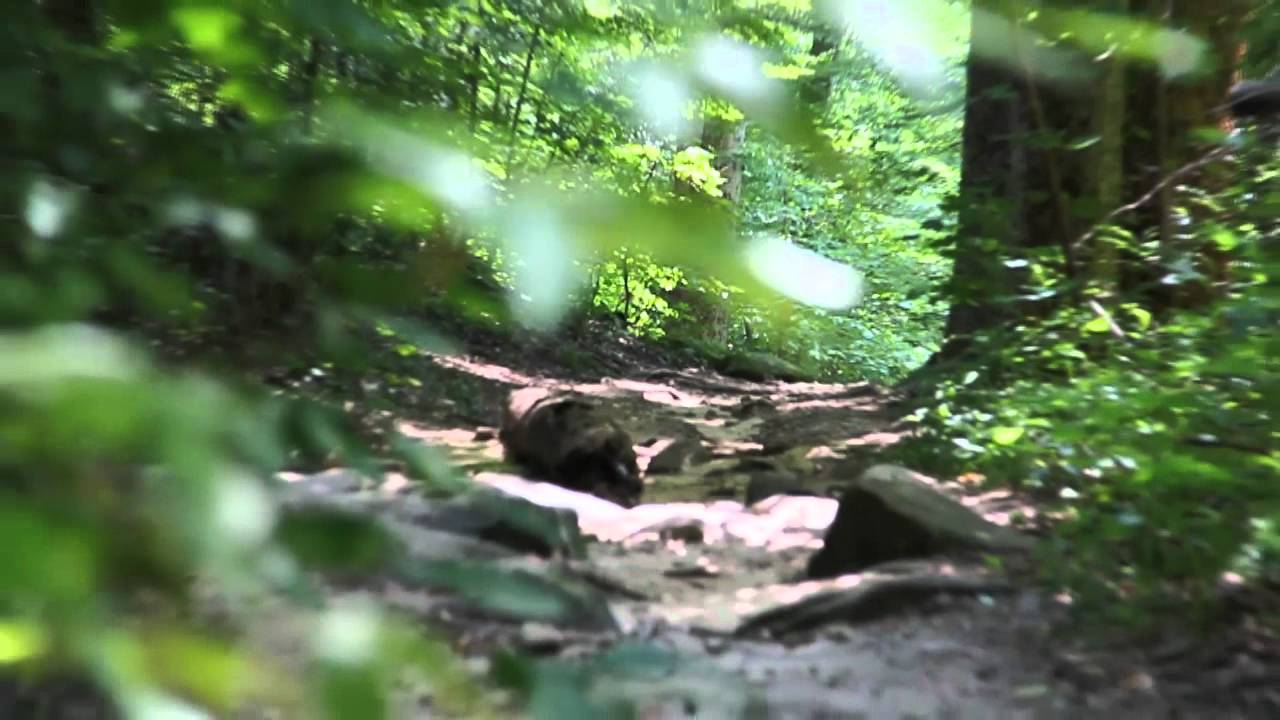 Gems Of Cleveland Metroparks- Hinckley Reservation