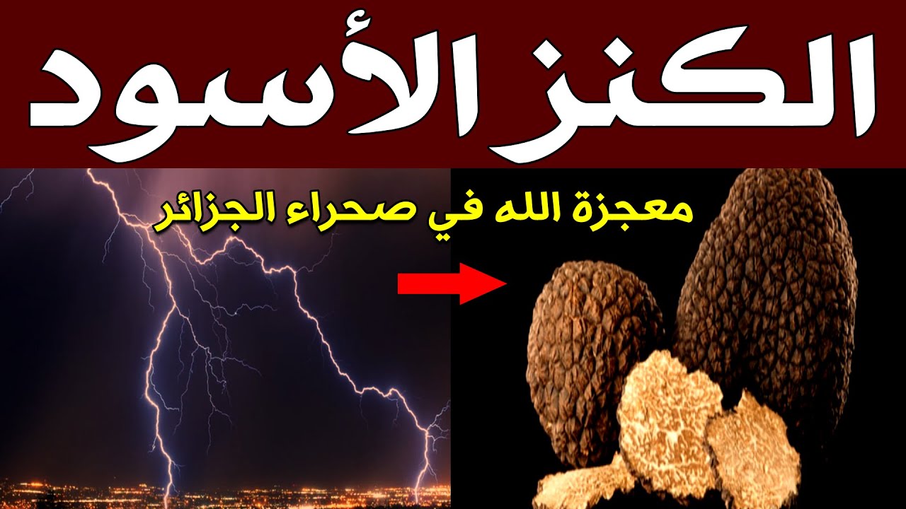 معجزة الله في صحراء الجزائر | الكنز الأسود الذي يبحث عنه أمراء الخليج وأثرياء العالم