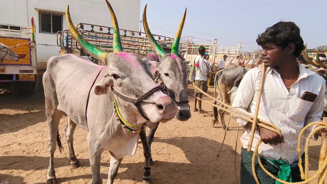 Pattikonda Bull's Market Dheshiya Seema bull's price video's 