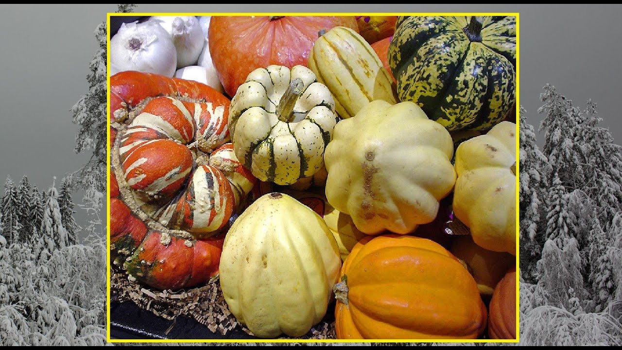 Winter Squash: History and Top Season