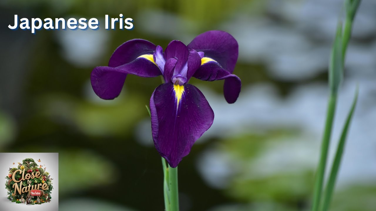 Japanese Irises: A Closer Look at Exquisite Floral Patterns