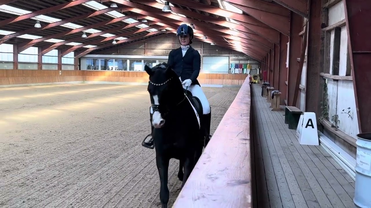 MSJ Q (Quentensprung x Bordeaux x Sir Donnerhall) bedst i MA1 med et ridt til 69.861%