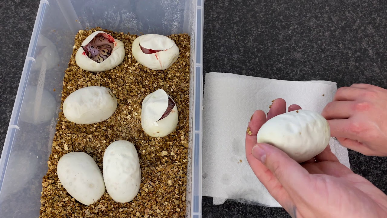 Ball Python Egg Cutting Time! GHI LESSER YB het CLOWN x SUPERFLY CLOWN!!