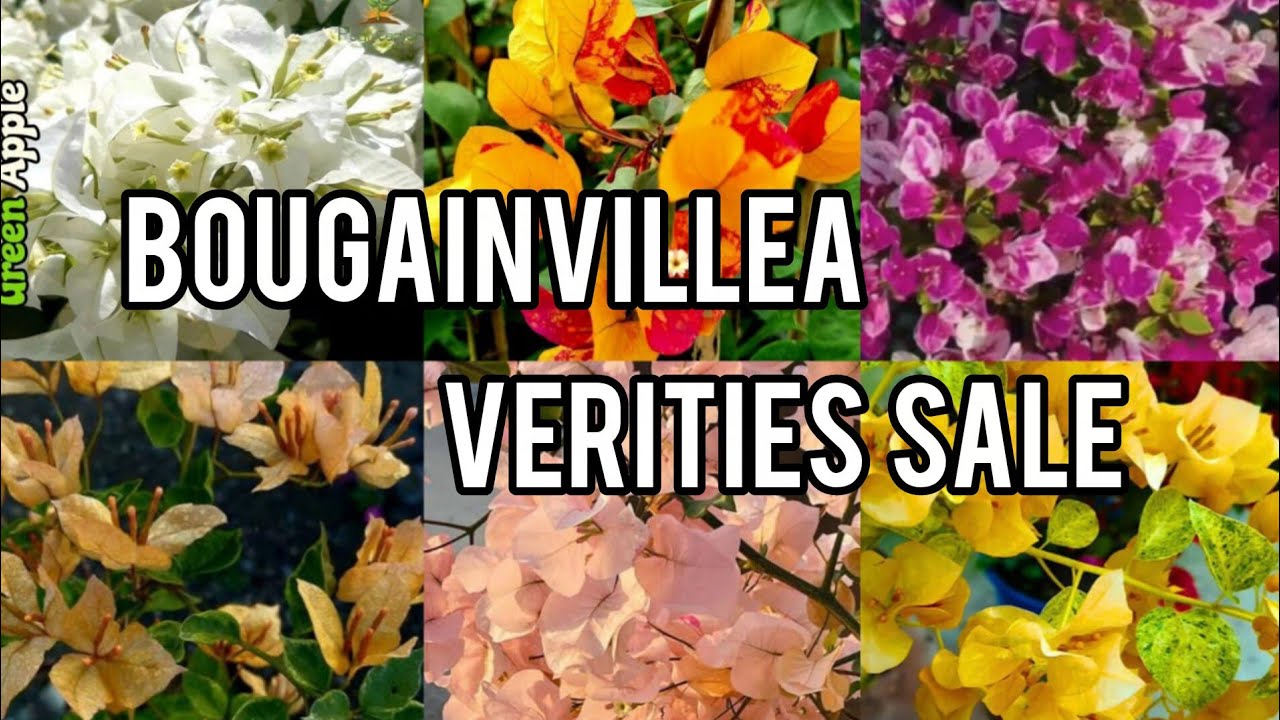    Bougainvillea   verities #Online sale@villagelife74 