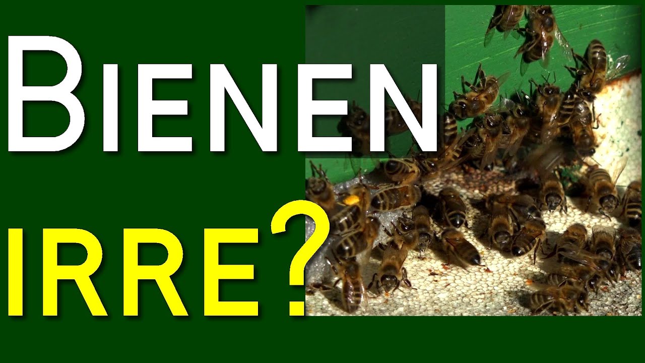 Помощь: Пчелы сходят с ума? достаточно еды? они размножаются? нектар и пыльца