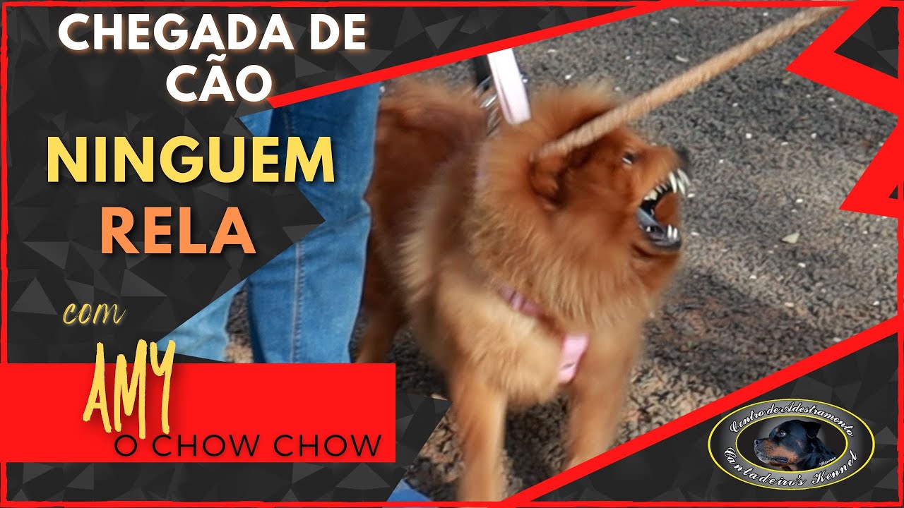 CHEGADA AMY CHOW CHOW - VIAJARAM 700KM PARA ADESTRAR - Sergio Cantadeiro