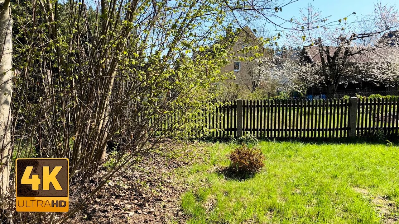 A moment of peace in the garden | 30 minutes of birdsong and nature.