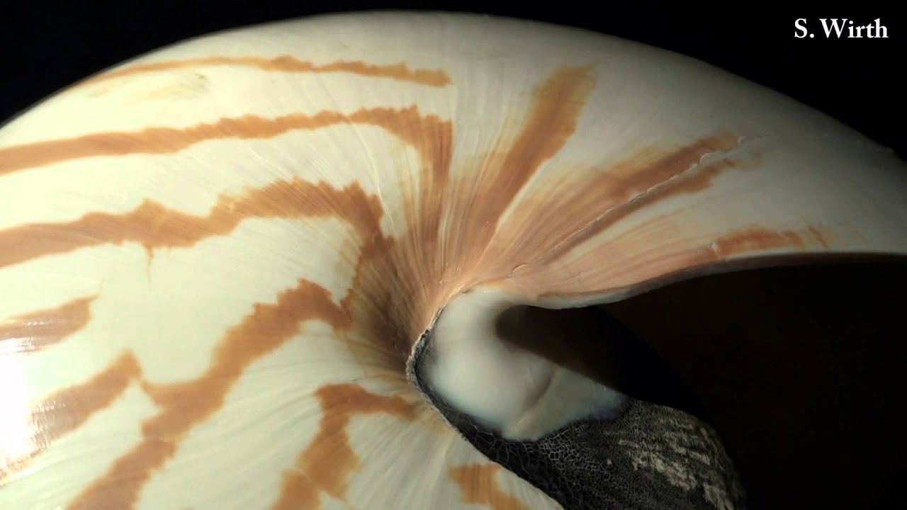 Nautilus and Ammonite
