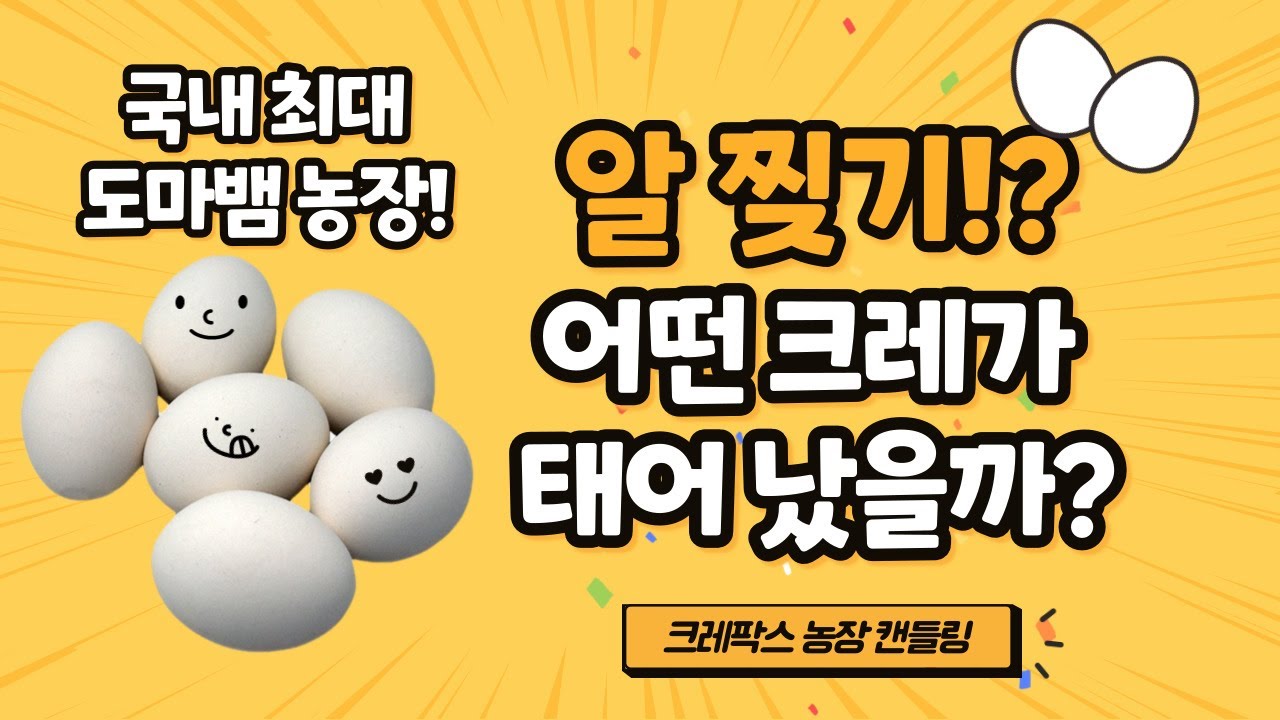 전국 최대 규모 파충류 농장에는 어떤 알들이 부화할까? 크레스티드 게코 해츨링의 순간과 캔들링까지!