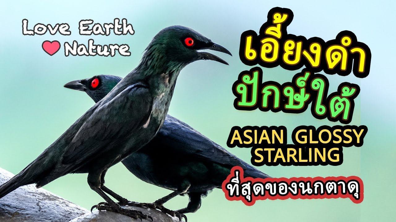 Asian Glossy Starlings on My Hotel Balcony: Stunning Black Plumage & Vivid Red Eyes