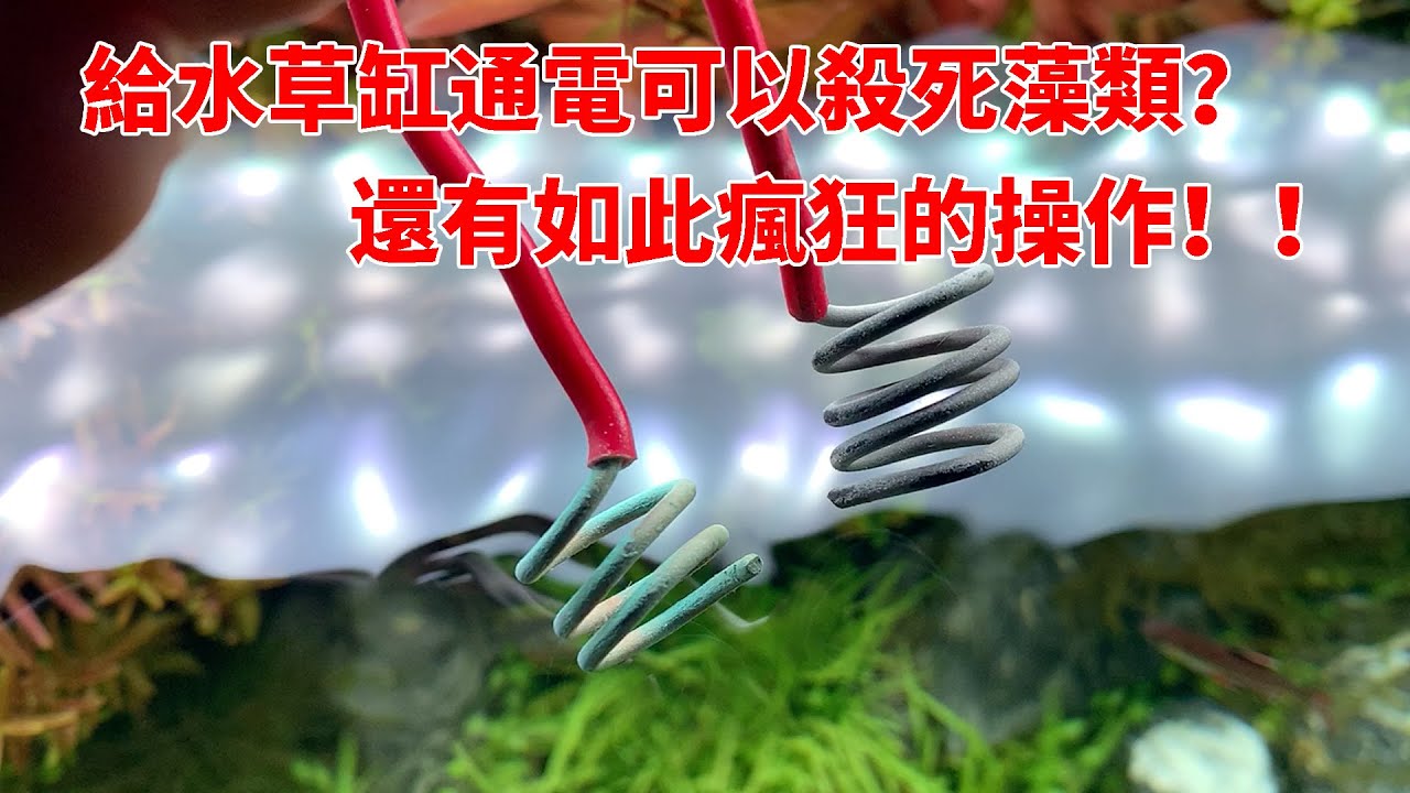 給水草缸通電可以殺死藻類？還有如此瘋狂的操作！！|Can the algae be killed by energizing the fish tank?