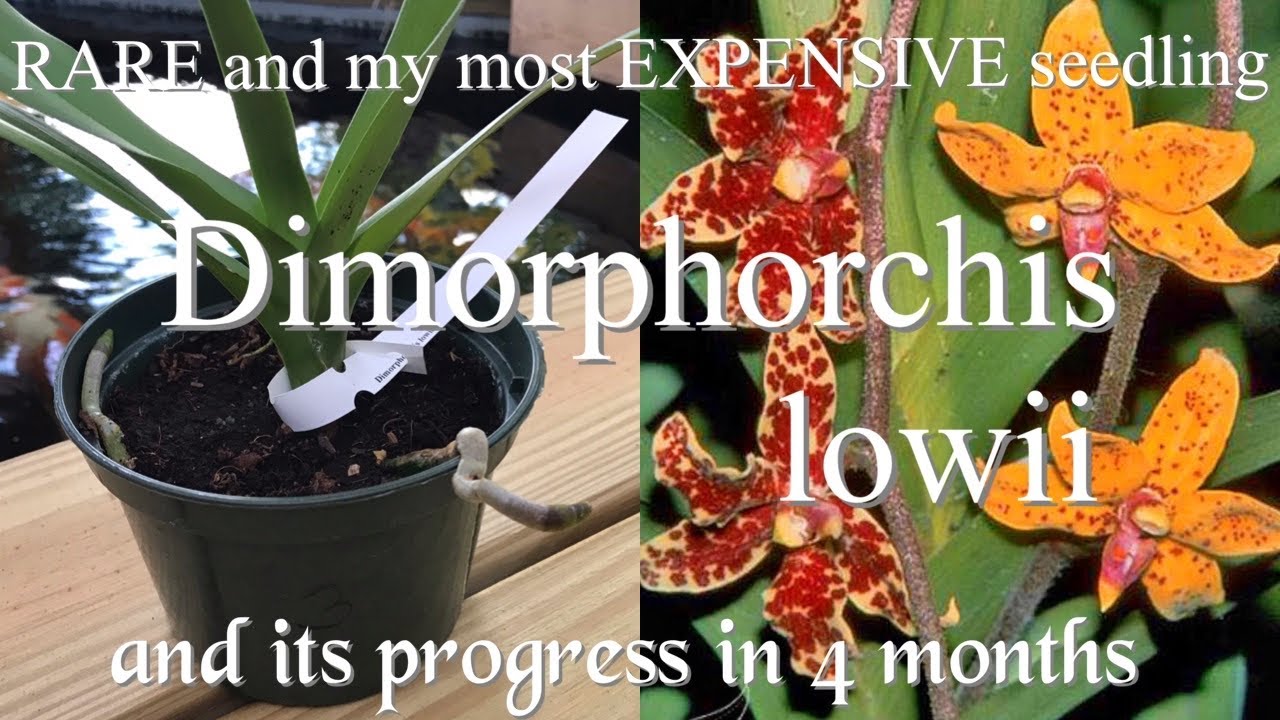 Dimorphorchis lowii: RARE and my most Expensive seedling and its progress in 4 months