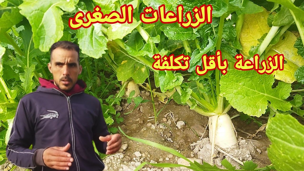 الزراعات الصغرى زراعة بأقل التكاليف زراعة الفجل واللفت