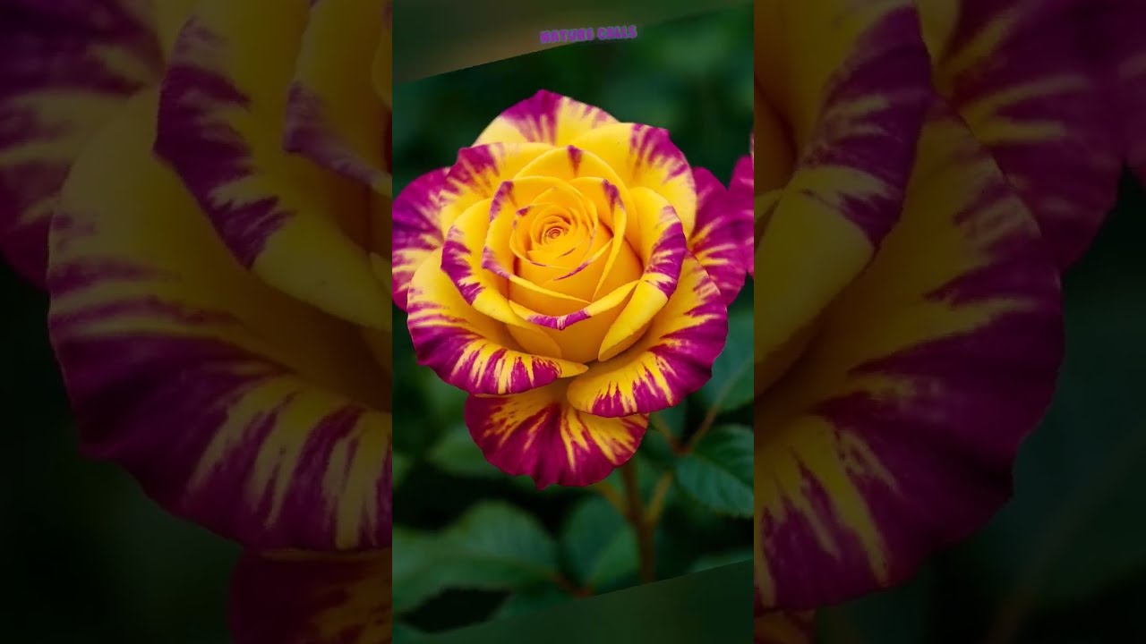 #explorethebeautyofnature #beautifulflowersintheworld 
