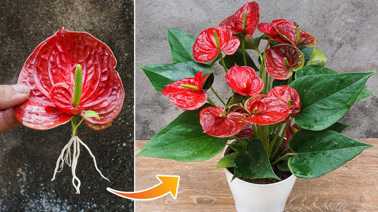 Simple method of propagating anthurium with flower branches