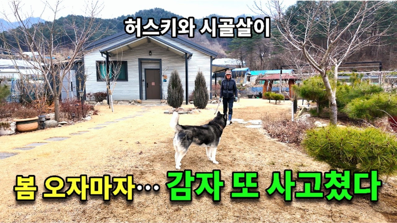 가출을 꿈꾸는 허스키 | 200원 주고 산 묘목이 훌쩍 자라 옮겨 심는 시골살이