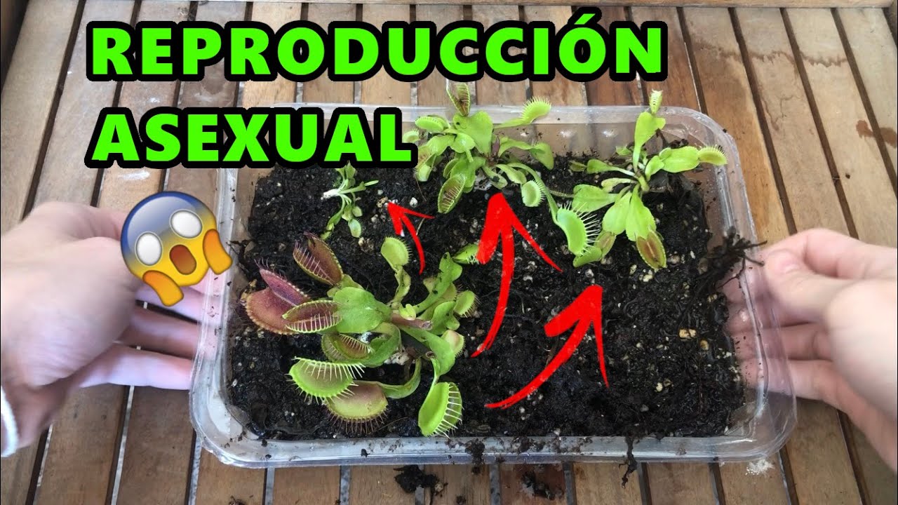 REPRODUCCIÓN ASEXUAL DE PLANTAS CARNÍVORAS | DIONAEA MUSCÍPULA