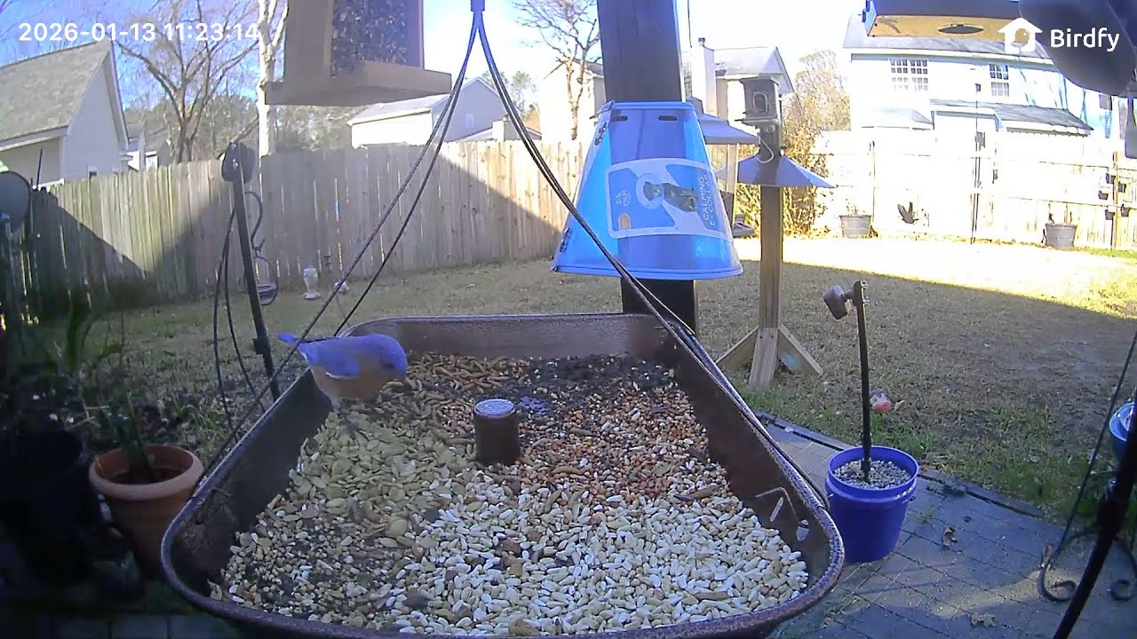 William's Bird Channel Live Stream bird feeder cam! ￼