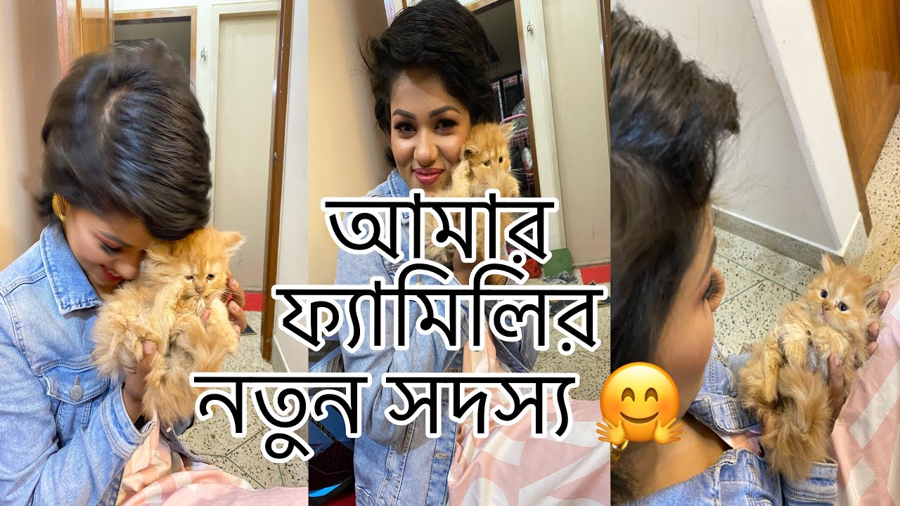 Basar notun sodosso 🥰❤️| kotha theke anlam? Koto nilo ? Persian cat | nafaisa nisha vlogs |bd vlogs