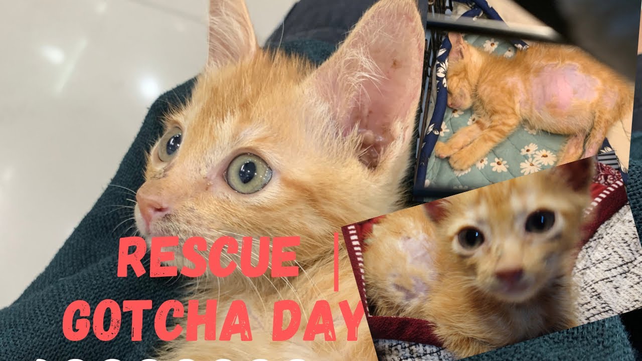 Gotcha Day | Rescue Day | Puspin | Feral Cat