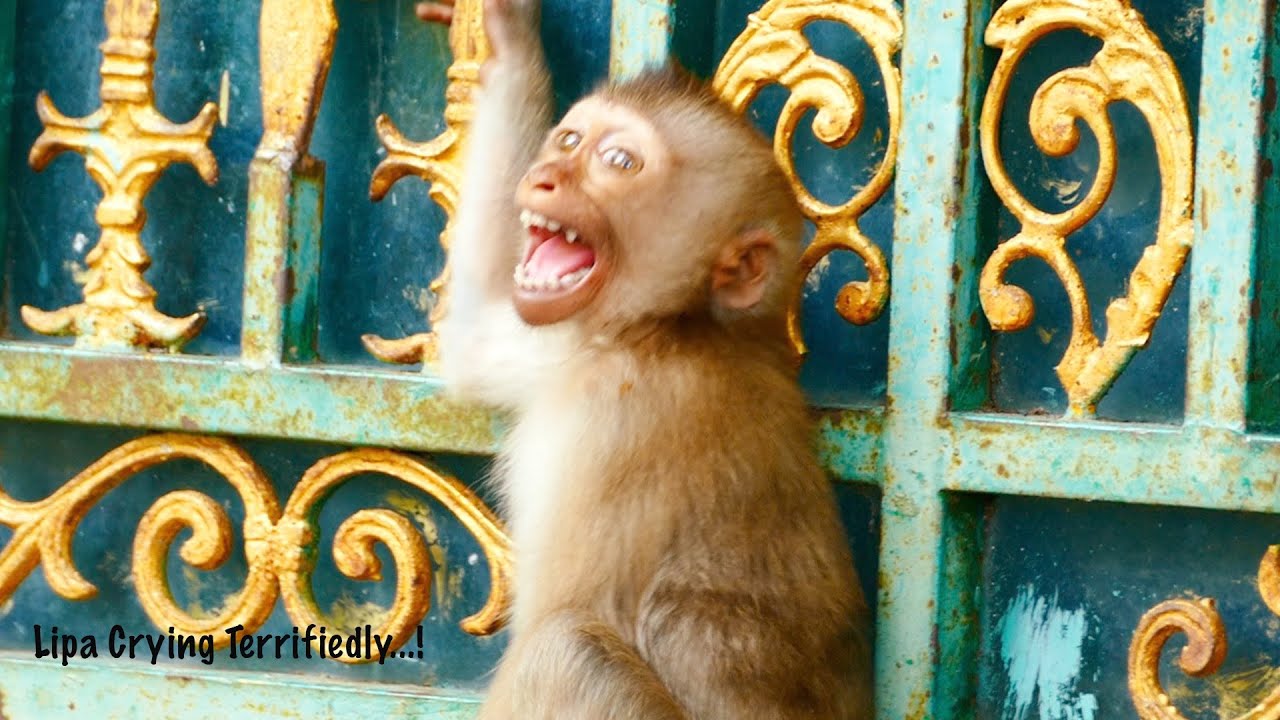 Abandoned Monkey Lipa Looks So Scared & Terrified Cos Monkey A JOY Has Gone - She's Very Lonely Now
