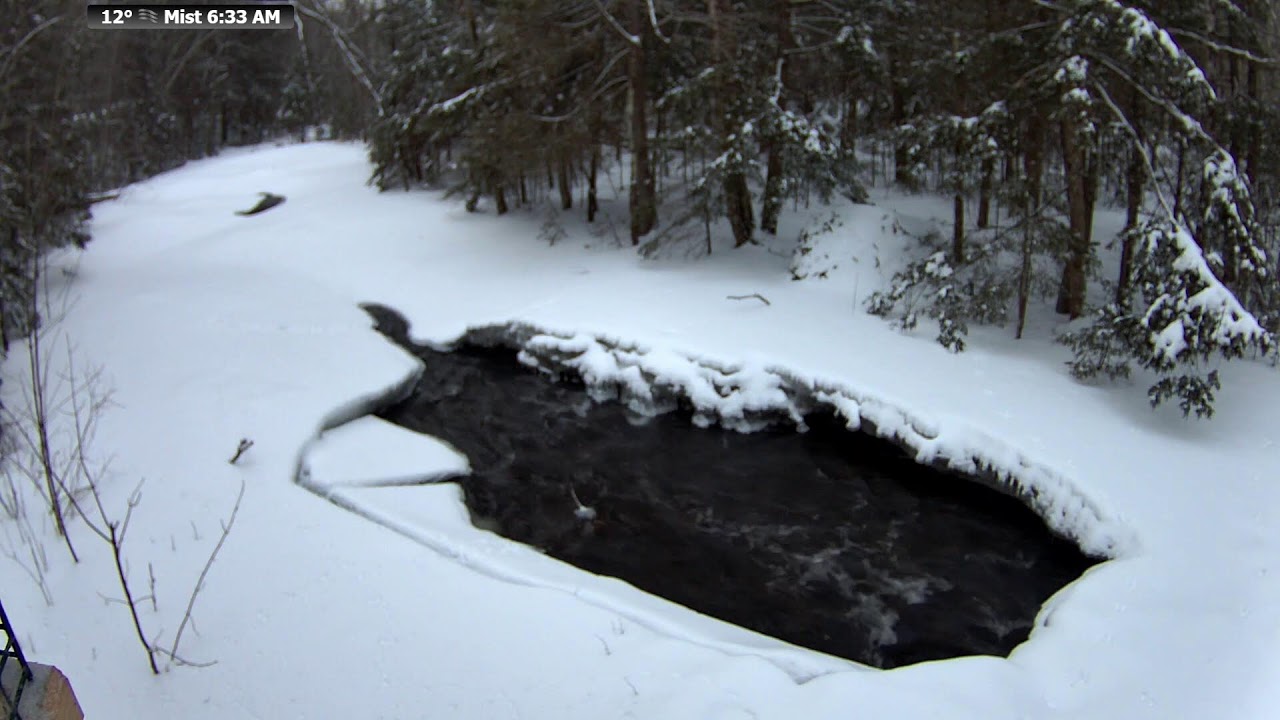 McCaslin Brook: 🔴 24/7 Live | Relaxing Babbling Brook ASMR | Nicolet National Forest, Wisconsin