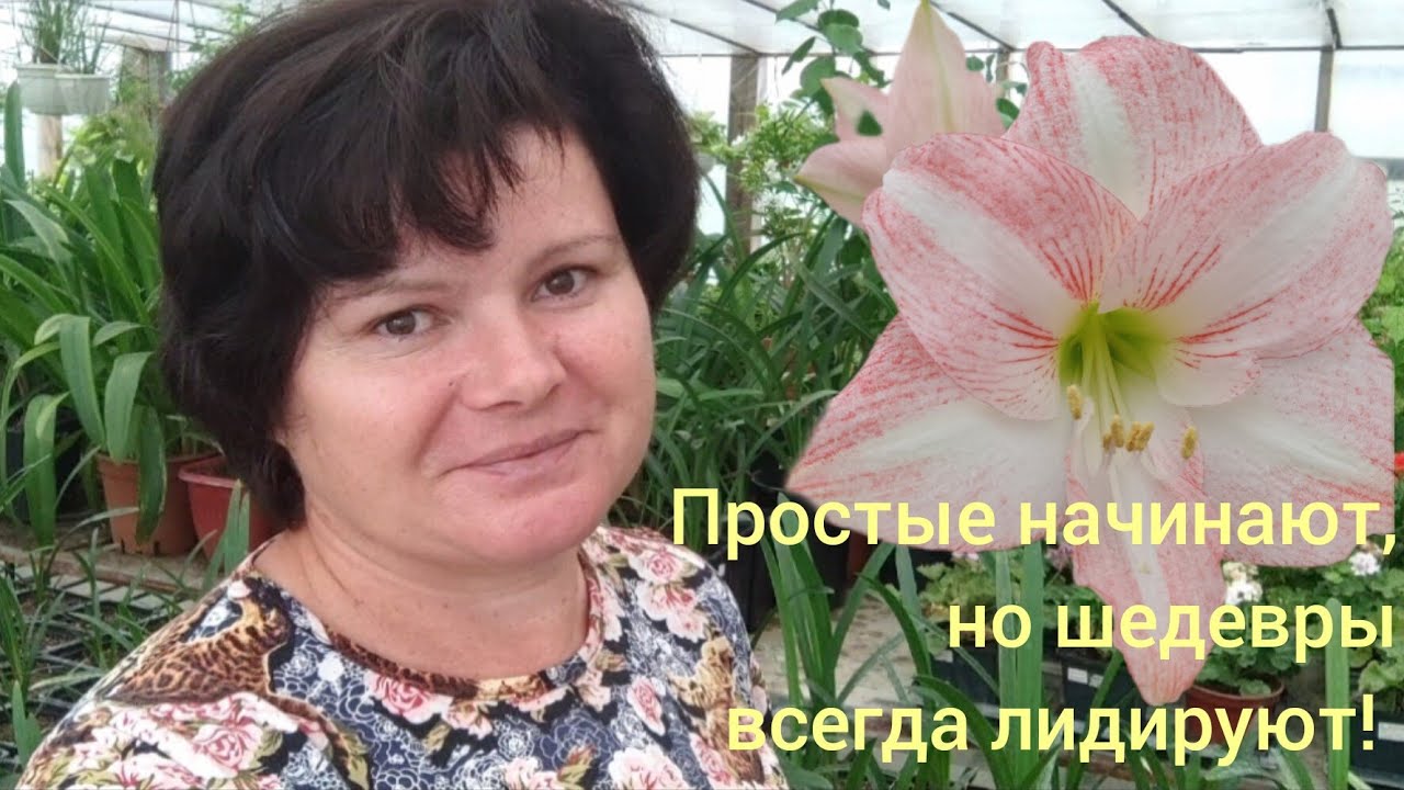 Сеянцы гиппеаструмов. Ускоряем зацветание!