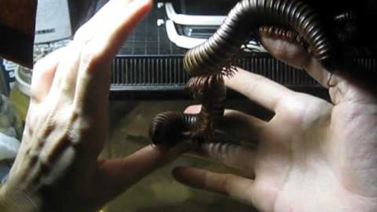 Giant Millipede Crawls Up Arm || ViralHog