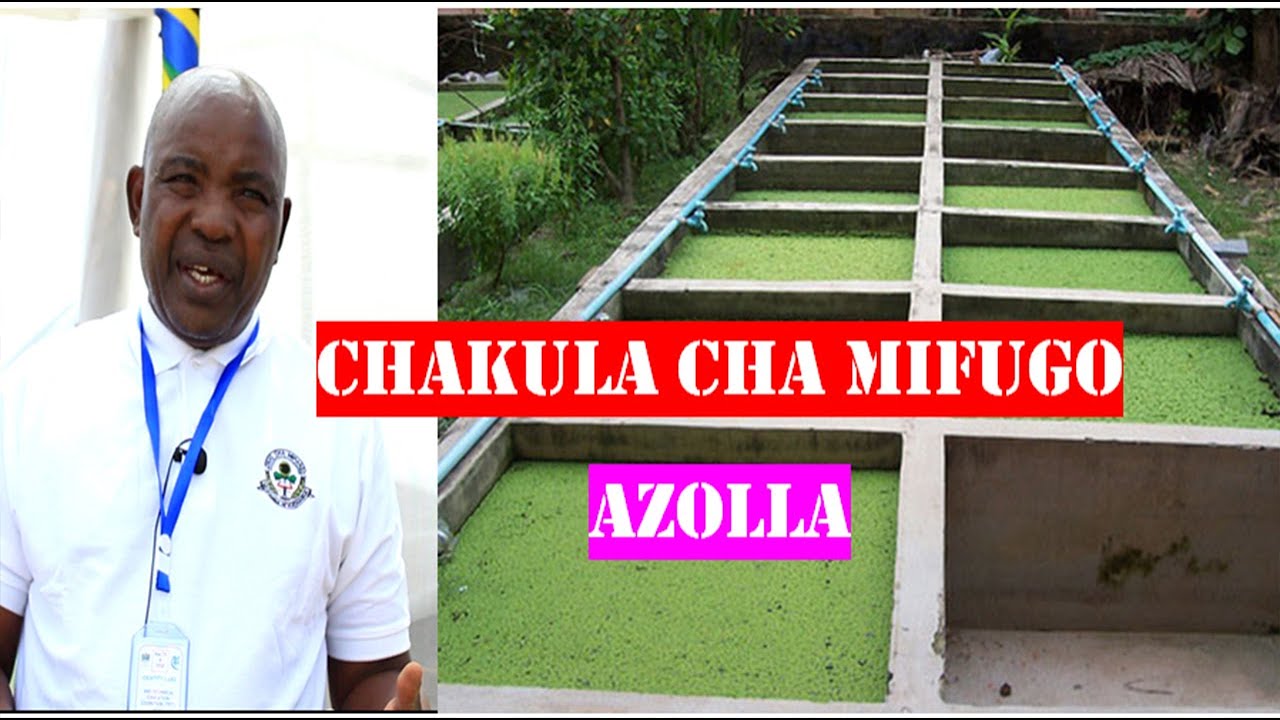 kilimo cha azolla tanzania:azolla chakula cha kuku