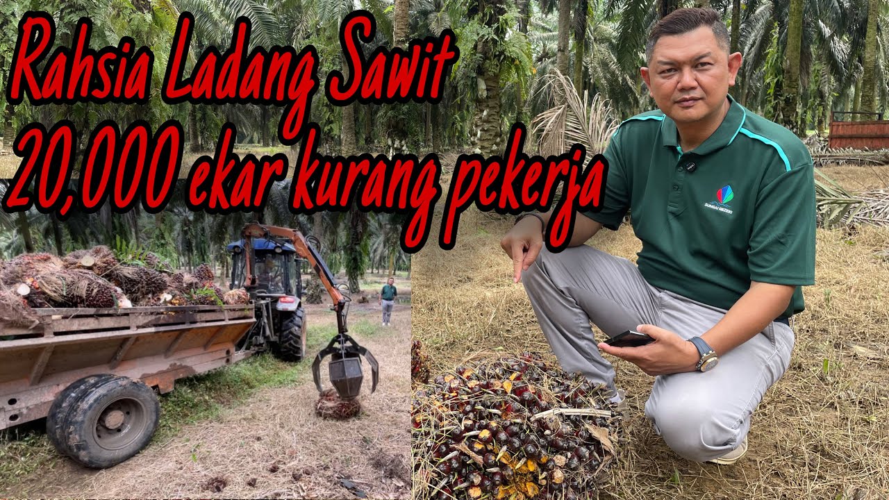 Cara urus terkini Ladang Sawit di Desaru, Johor