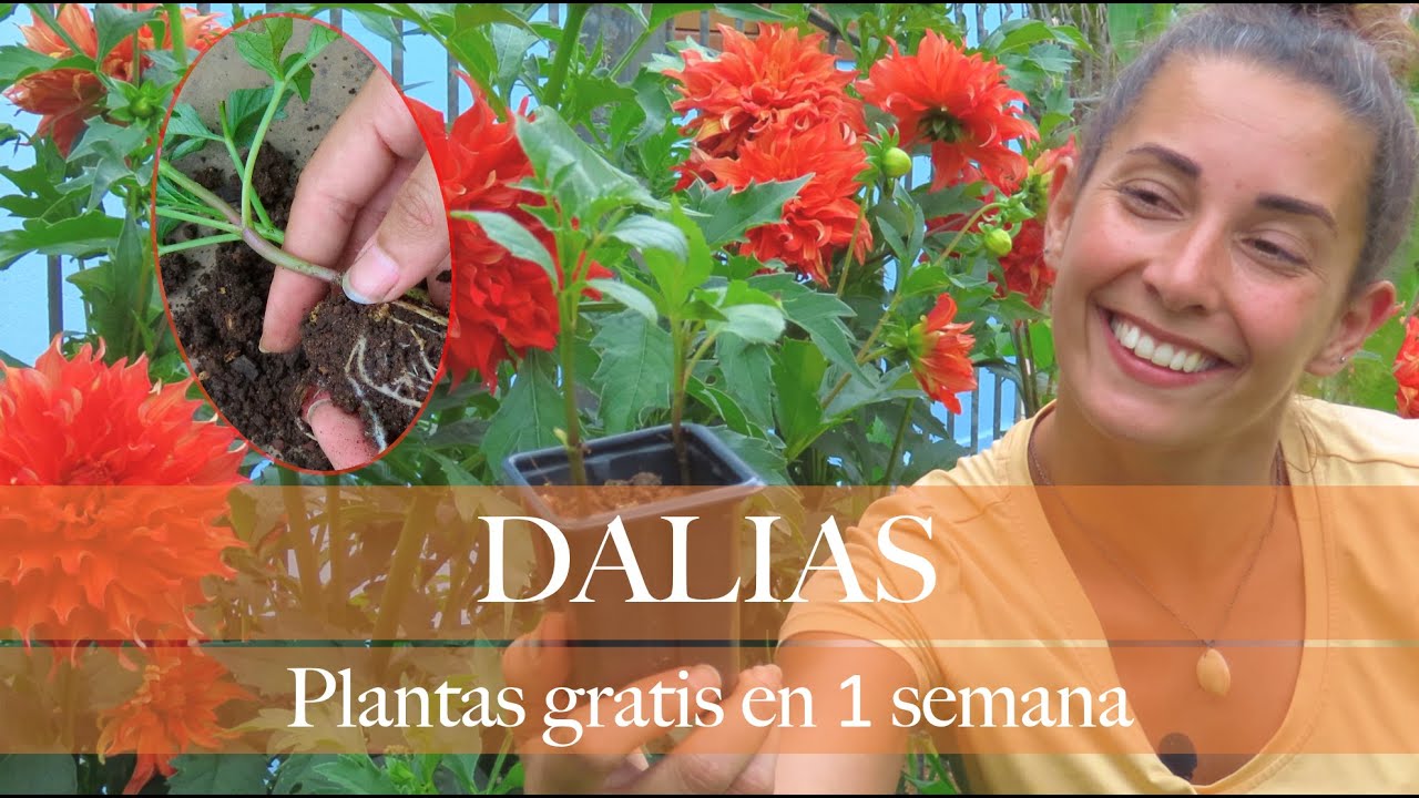 Nunca más compres DALIAS: método infalible de PROPAGACIÓN