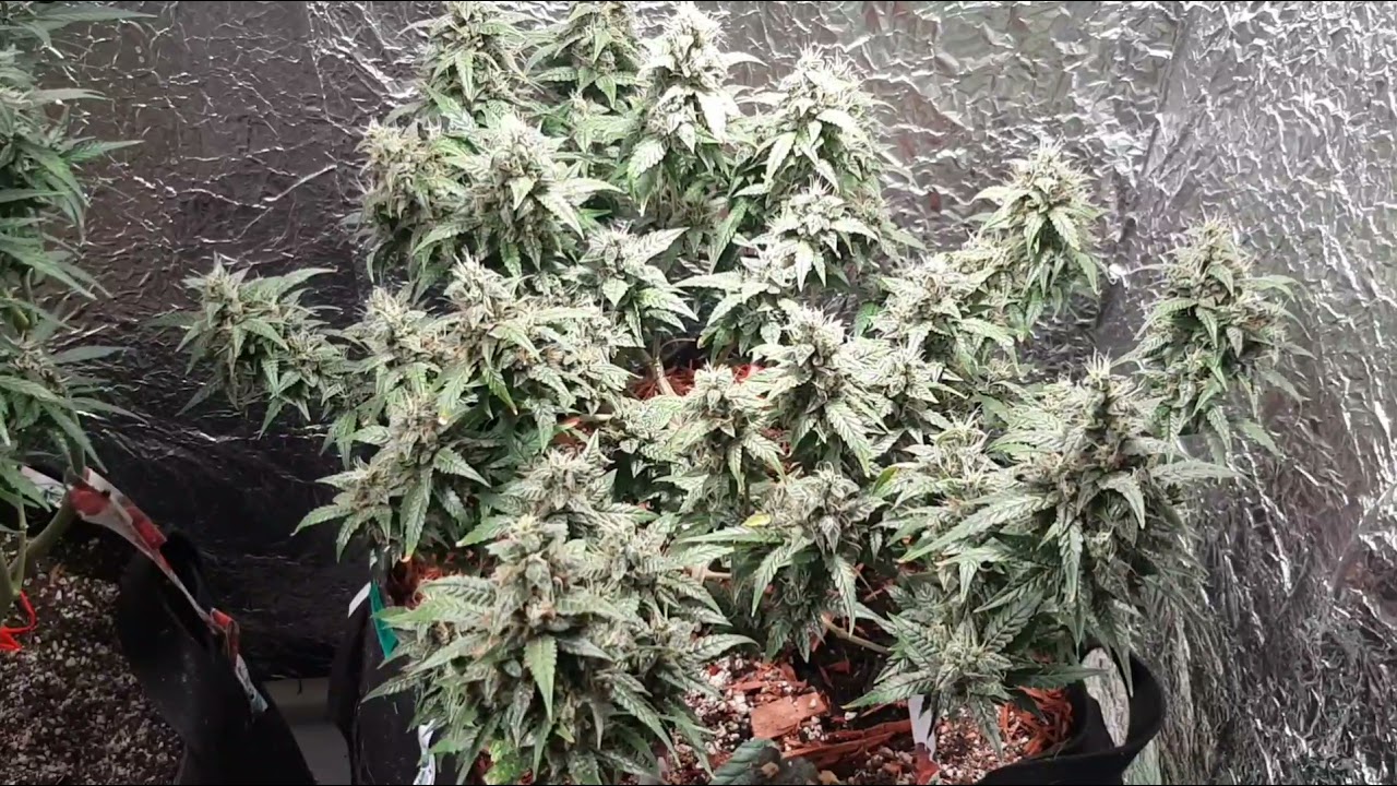 Harvest Day!! One lucky lady gets manicured!!