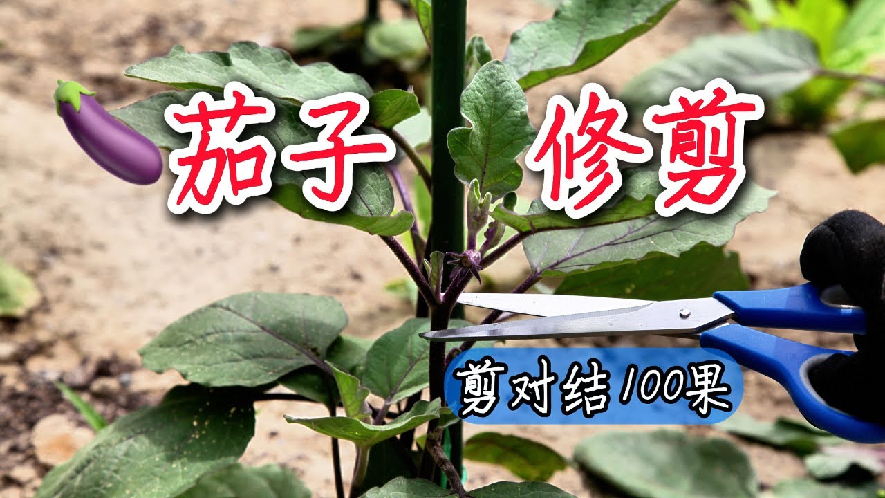 【种植小白必看】茄子修剪全攻略｜剪对结100果，剪错减产一整季！