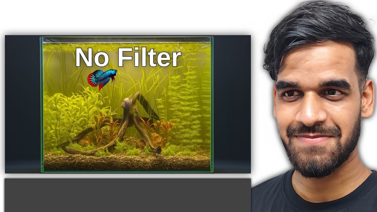 MY VIEW ON :  How To Make An Easy Planted Betta Fish Aquarium Without Filter - Step By Step Guide