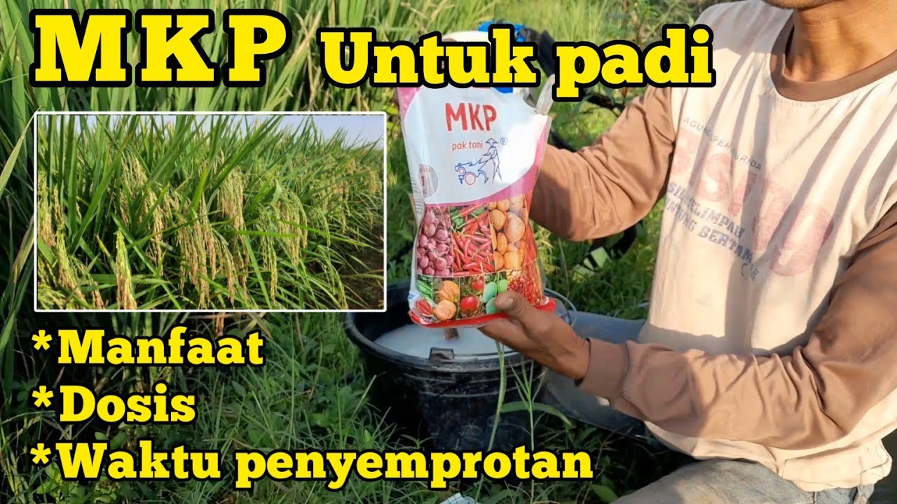 PUPUK MKP UNTUK TANAMAN PADI MANFAAT DAN WAKTU PENGGUNAAN.